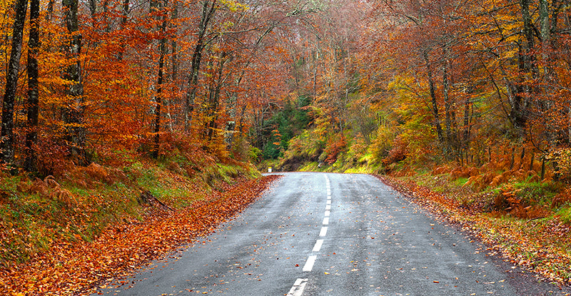 Enjoying Stunning Fall Colors in Nature