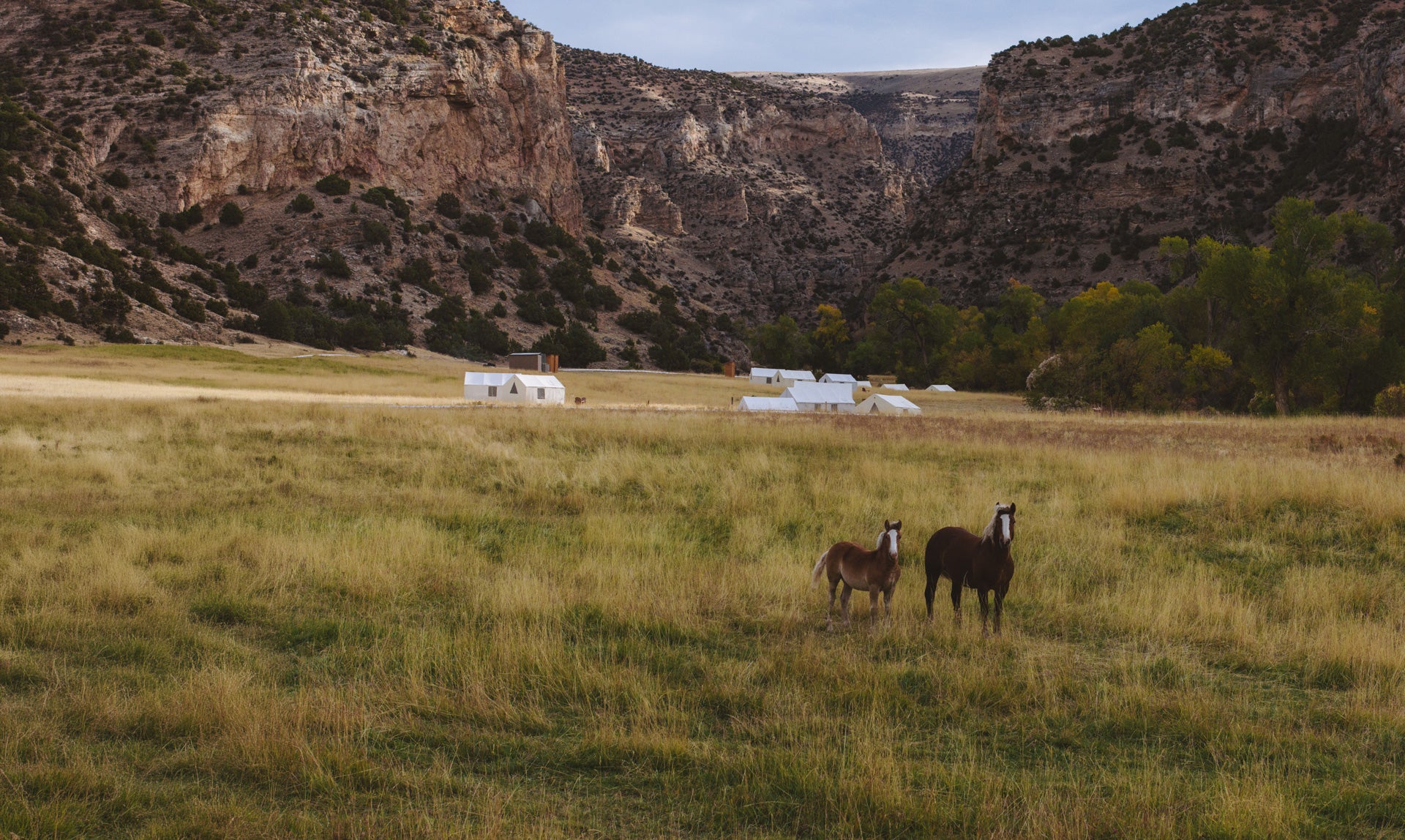Two horses in a meadow below red canyon walls, with a row of white wall tents in the distance.