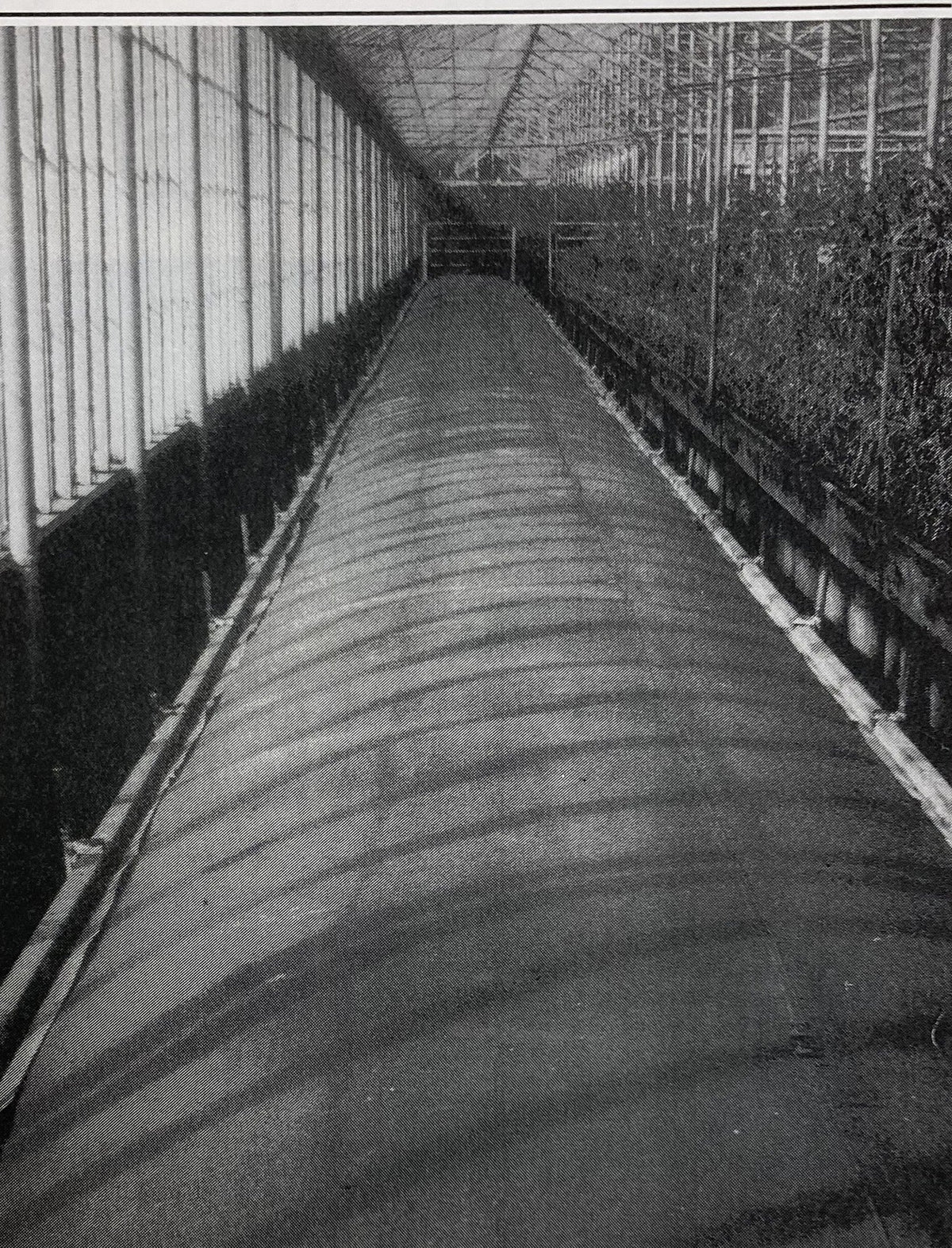 Colorado Tent canvas steam hose laid along greenhouse beds for soil sterilizing, from an older company catalog