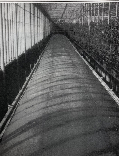 Colorado Tent canvas steam hose laid along greenhouse beds for soil sterilizing, from an older company catalog